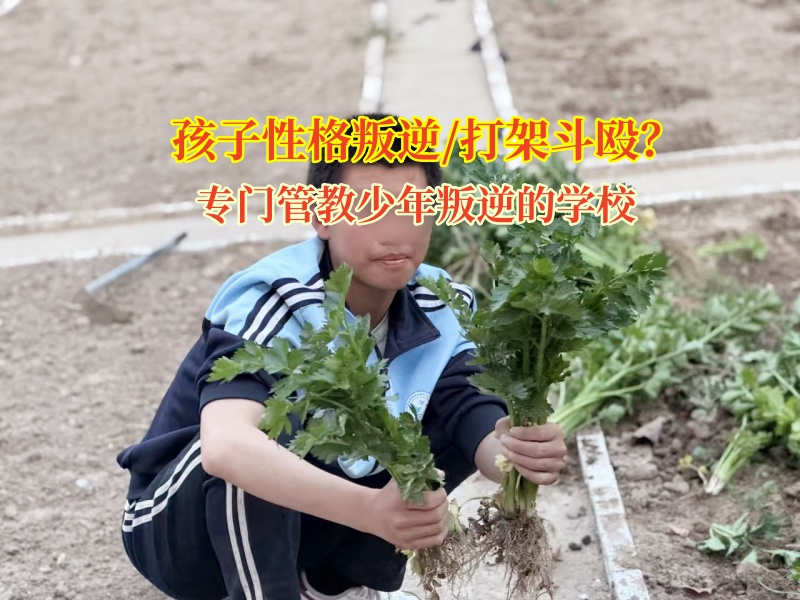 专门管教少年叛逆的学校阐述孩子打架行为解析
